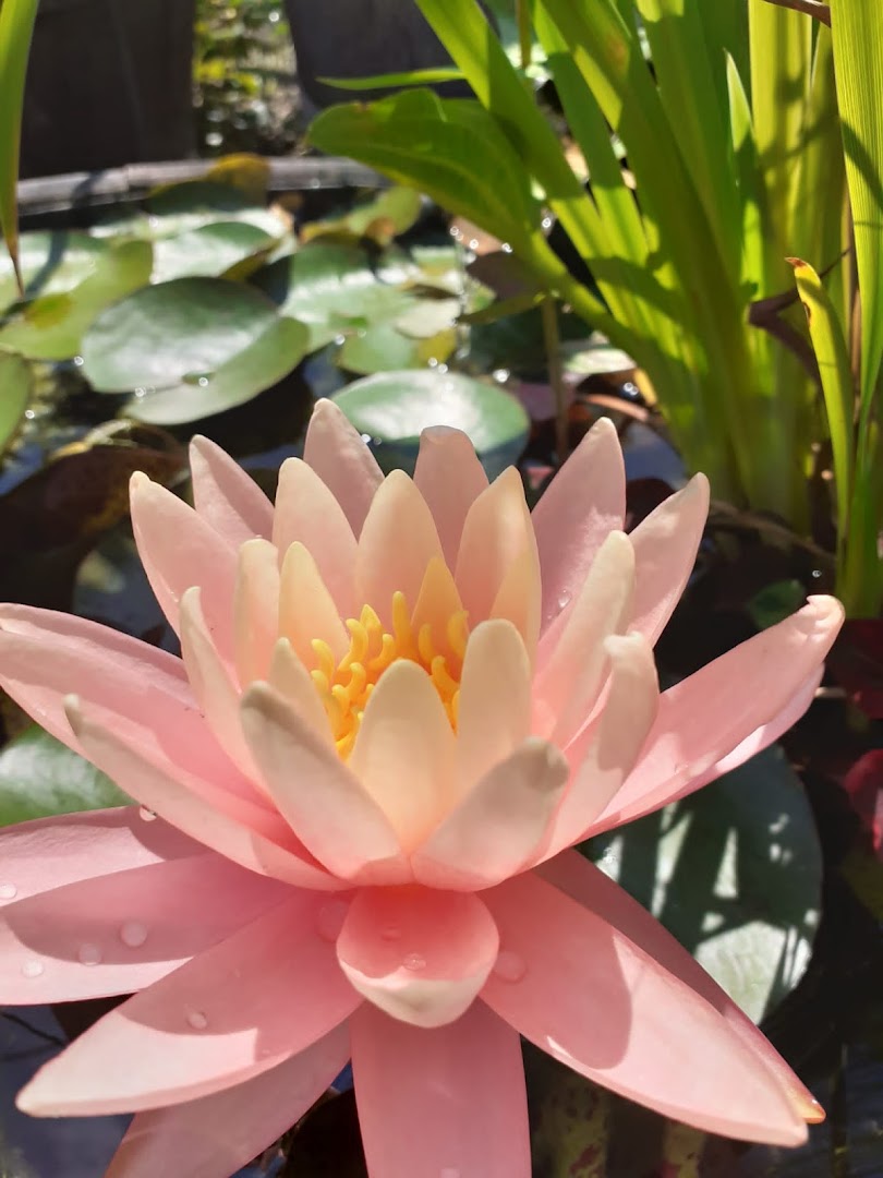 Ayurveda a Moncucco · Foto 2